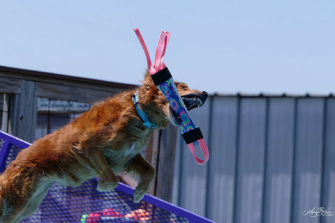 A golden retriever leaps midair, mouth open, grabbing a Bulletproof Pet Products Inc Dock Diving Bumper Tug - Competition Series Weighted - Customizable with pink straps at an outdoor agility or dock diving event, with a metal building and fence in the background.