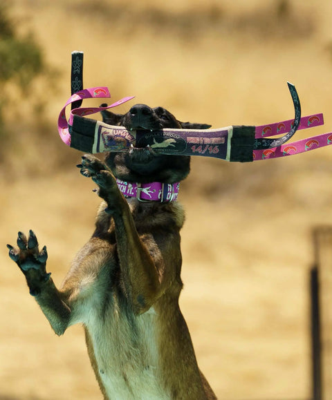 A brown dog stands on its hind legs outdoors, catching the Dock Diving Weighted Bumper Tug by Bulletproof Pet Products Inc in its mouth, with front paws raised and a blurred background.