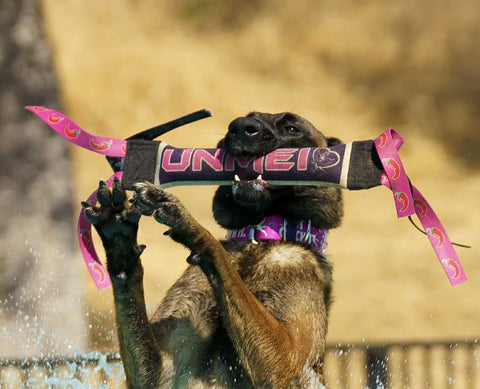 A brown dog wearing a purple collar leaps over splashing water, catching a pink and black Dock Diving Weighted Bumper Tug by Bulletproof Pet Products Inc in its mouth. The customizable training toy is labeled UNMEI. The outdoor background is blurry.