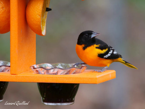 Double-Cup Oriole Bird Feeder – Durable Recycled Poly Lumber With Orange Pegs | Made in USA Amish Toy Box  Bird Feeder