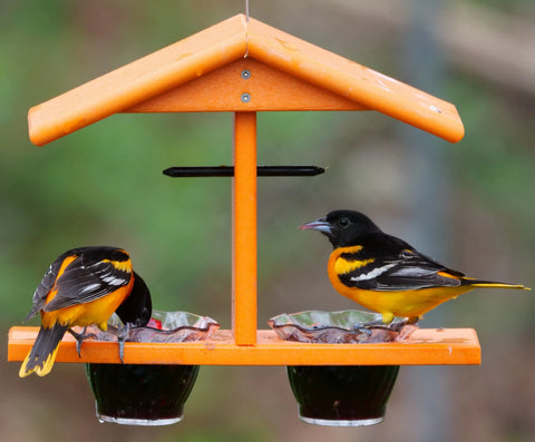Double-Cup Oriole Bird Feeder – Durable Recycled Poly Lumber With Orange Pegs | Made in USA Amish Toy Box  Bird Feeder