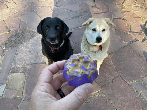 A person holds a SodaPup Cross Bones Chew Toy and Treat Pocket while two dogs, one black and one tan, sit on a stone patio, both watching the toy intently.