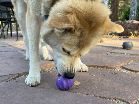 A tan and white dog is licking a SodaPup Cross Bones Chew Toy and Treat Pocket on a stone patio outdoors, with trees and outdoor furniture in the background.