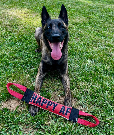 A happy Belgian Malinois lies on grass with its mouth open, behind a black-and-red Bulletproof Pet Products Inc Happy AF Fire Hose Training Tug—a heavy-duty, USA-made dog toy.