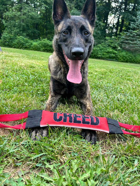 A happy, dark brindle dog with large ears lies on green grass, panting. In front is a red and black Bulletproof Pet Products Inc Happy AF Fire Hose Training Tug toy labeled CREED. Trees and bushes are in the background.