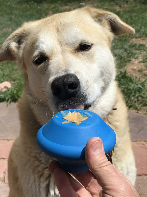 A large, light-colored dog licks peanut butter from a blue SodaPup Flying Saucer EDispenser Durable Rubber Chew Toy & Treat Dispenser held by a person outdoors on a sunny day.