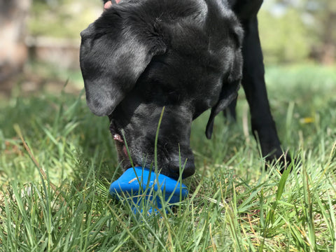 A black dog in the grass picks up a blue SodaPup Flying Saucer EDispenser Durable Rubber Chew Toy & Treat Dispenser, sunlight shining on its fur and the green surroundings.