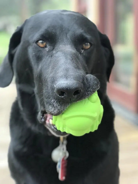 A black dog with brown eyes holds a SodaPup Bull Frog EDispenser Durable Rubber Chew Toy & Treat Dispenser - Large, bright green, in its mouth while standing on a wooden deck with a blurred house and greenery in the background.