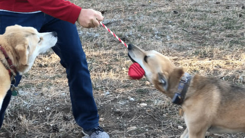 Two dogs play tug-of-war outdoors on dry grass with the SodaPup Large Rubber Heart on a String Toy, held by a person in a red sweater. One power chewer pulls the toy while the other dog watches closely.