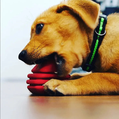 A dog chews the SodaPup Large Rubber Heart on a String Toy, made from natural rubber with dental ridges for power chewers.