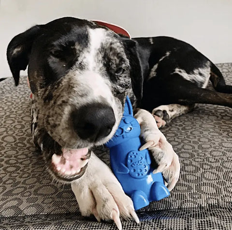 A black and white dog lies on a patterned surface, chewing on a blue SodaPup Bunny EChew Durable Nylon Chew and Enrichment Toy, holding it tightly with its paws.