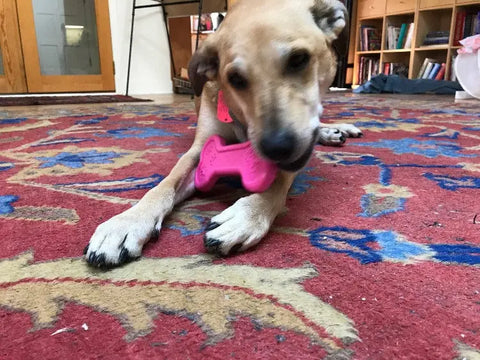 A tan dog lies on a colorful patterned rug, chewing on a pink SodaPup Bone EChew Ultra Durable Nylon Dog Chew Toy. Bookshelves, a chair, and a door are visible in the background.