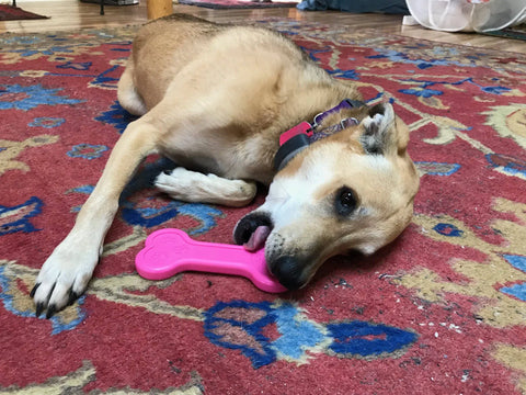 A tan dog with a purple collar lies on a red and blue patterned rug, chewing on a pink SodaPup Bone EChew Ultra Durable Nylon Dog Chew Toy.