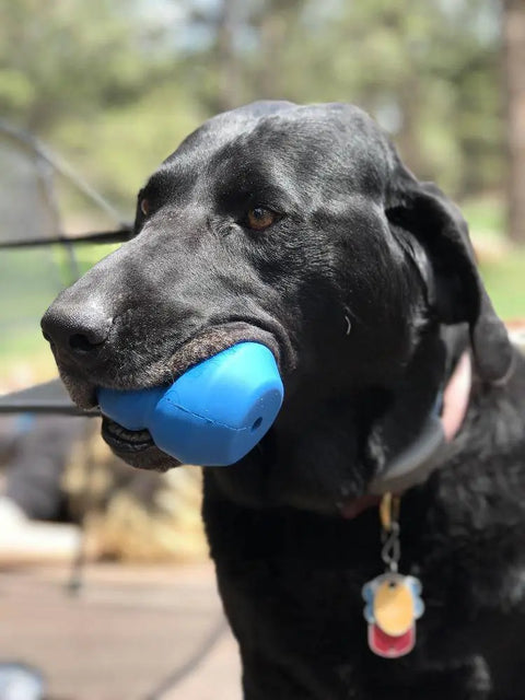 A black dog with a shiny coat holds the SodaPup Double Trouble EDispenser Durable Rubber Chew Toy and Treat Dispenser in its mouth. It wears a red collar with a yellow tag and stands outdoors against a blurred green background.