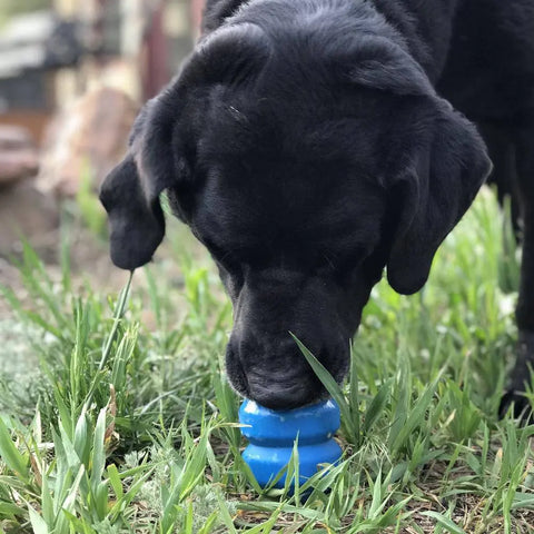 A black dog is chewing a SodaPup Double Trouble EDispenser Durable Rubber Chew Toy and Treat Dispenser while standing on grass outdoors.