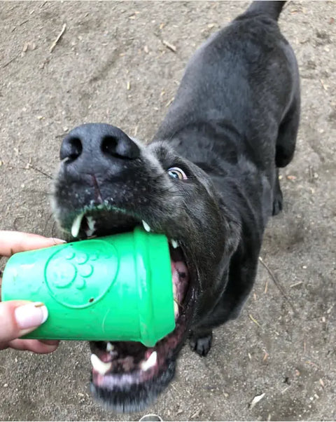 A playful black dog excitedly bites the SodaPup Coffee Cup EDispener Durable Rubber Chew Toy and Treat Dispenser, held by a person, showing its teeth with a dirt background.