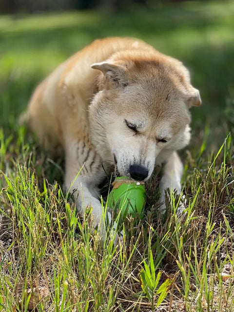 A tan and white dog lies on green grass, intently chewing on the SodaPup Gnome Durable PUP-X Rubber EDispenser Chew Toy & Treat Dispenser under bright sunlight.