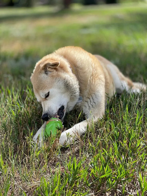 A tan and white dog relaxes on green grass, chewing on the SodaPup Gnome Durable PUP-X Rubber EDispenser Chew Toy & Treat Dispenser and enjoying a sunny day outdoors.