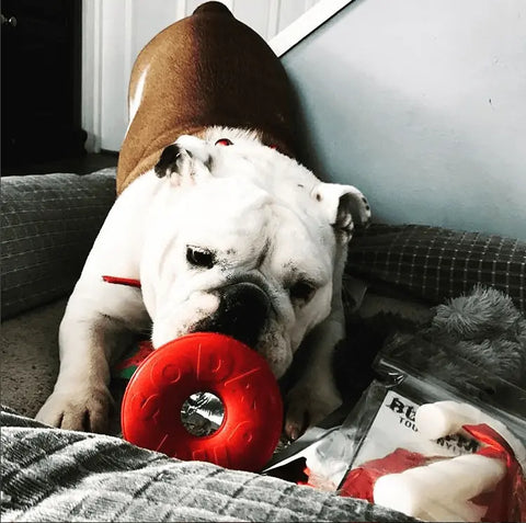 A white and brown bulldog crouches on the floor with a SodaPup Life Ring EDispenser Durable Rubber Chew Toy & Treat Dispenser in its mouth, surrounded by scattered dog toys, packaging, and gray bedding in the foreground.