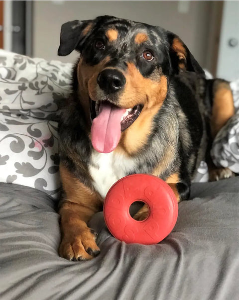 A happy dog with black, brown, and tan fur lies on gray and white sheets, panting with its tongue out, next to the SodaPup Life Ring EDispener Durable Rubber Chew Toy & Treat Dispenser in front of its paws.