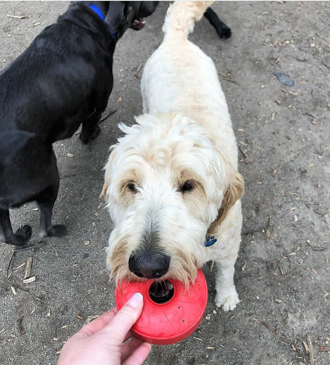 A cream-colored dog holds the SodaPup Life Ring EDispener Durable Rubber Chew Toy & Treat Dispenser in its mouth, looking up at a reaching hand, while a black dog walks nearby on a dirt surface.