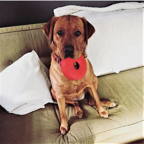 A brown dog wearing a pink collar sits on a tan couch, holding a SodaPup Life Ring EDispener Durable Rubber Chew Toy & Treat Dispenser in its mouth. White pillows are beside the dog.