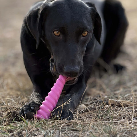 Durable Unicorn Nylon Dog Chew Toy 7 Inch – Safe Super Chewer Toy | Made in USA by SodaPup SodaPup  Nylon Dog Toys