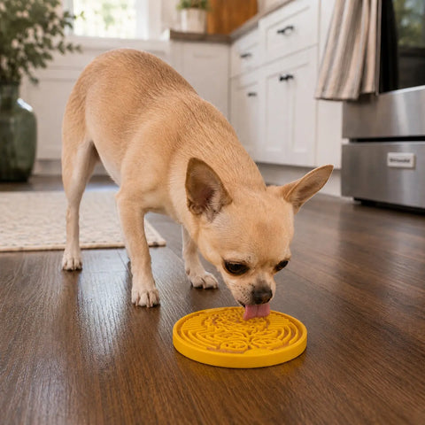Earth Nylon Enrichment Dog Snacking Coin – Durable Chew Toy | Made in USA SodaPup  ECOIN