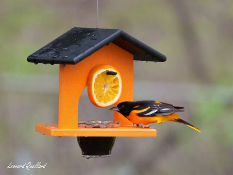 Eco-Friendly Hanging Oriole Bird Feeder with Jelly Dish and Orange Pegs 10 Inch – Amish Crafted | Made in USA Amish Toy Box  Bird Feeder