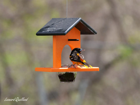 Eco-Friendly Hanging Oriole Bird Feeder with Jelly Dish and Orange Pegs 10 Inch – Amish Crafted | Made in USA Amish Toy Box  Bird Feeder