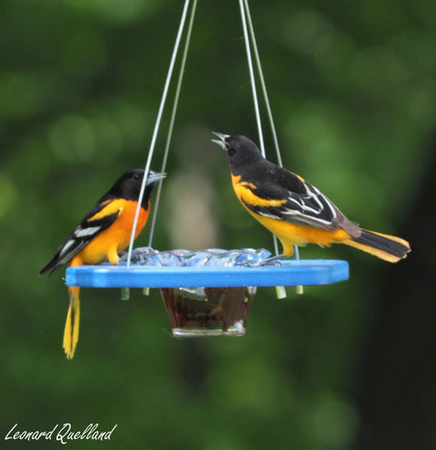 Eco-Friendly Oriole Bird Feeder – Recycled Poly Lumber Jelly Cup Feeder | Made in USA Amish Toy Box 