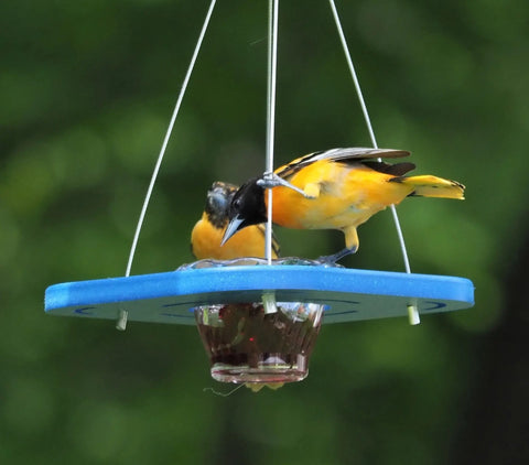 Eco-Friendly Oriole Bird Feeder – Recycled Poly Lumber Jelly Cup Feeder | Made in USA Amish Toy Box 