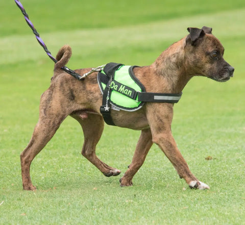 A brown and black dog on a leash wears a bright green vest that reads Da Man and is secured with the BrilliantK9 Ergonomic Dog Harness for small dogs (10-20 lbs) by BrilliantK9 for added comfort while walking on grass.