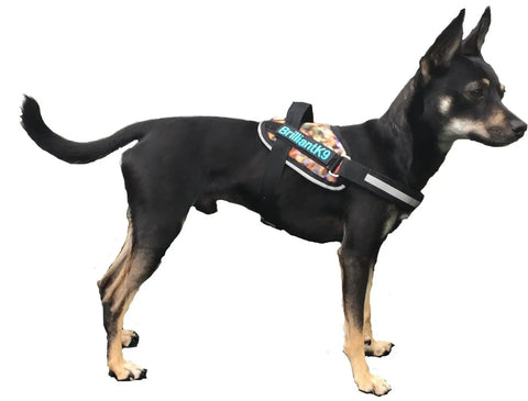A small black and tan dog wearing the BrilliantK9 Ergonomic Dog Harness for Small Dogs (10-20 lbs) by BrilliantK9 stands in profile facing right against a white background.