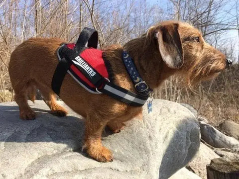 A brown dachshund wearing a BrilliantK9 Ergonomic Dog Harness for small dogs (10-20 lbs) stands on a large rock outdoors, with dry trees and a blue sky in the background.