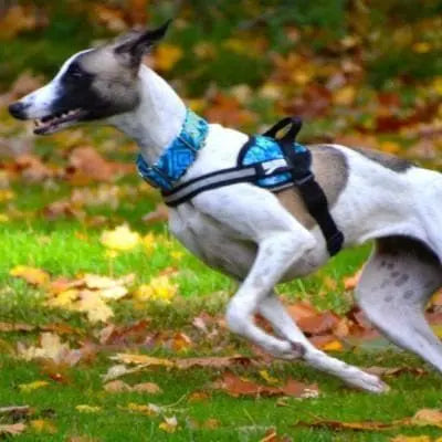 A slender white and brown dog wearing a BrilliantK9 Ergonomic Dog Harness for small dogs (10 to 20 lbs) by BrilliantK9 runs quickly across grass covered with autumn leaves.