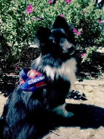 A black and white dog sits outdoors on a stone path, surrounded by green foliage and pink flowers, wearing a BrilliantK9 Ergonomic Dog Harness for small dogs (10–20 lbs).