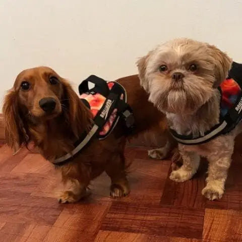 Two small dogs, one with long brown fur and one with short light brown fur, wear BrilliantK9 Ergonomic Dog Harnesses for small dogs (10-20 lbs) as they stand on a wooden floor in front of a white wall.