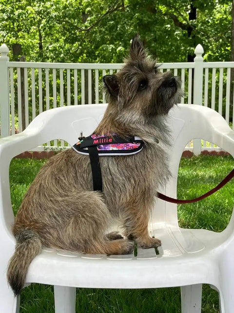 A small, scruffy brown dog named Millie wears a BrilliantK9 Ergonomic Dog Harness for small dogs (10–20 lbs) and sits attentively on a white plastic chair outdoors, with green grass, trees, and a white fence in the background.