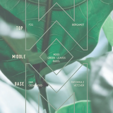 A green leafy background frames the fragrance diagram for Sawdust & Embers Fiddle-Leaf Fig - Signature Candle: Top—fig, bergamot; Middle—moss, green leaves, basil; Base—oak, cedarwood, patchouli, vetiver. Perfect for botanical candle lovers.