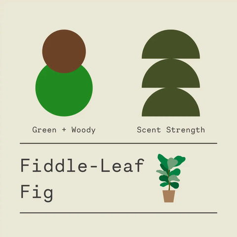 A minimalist graphic displays the scent profile of Sawdust & Embers Fiddle-Leaf Fig - Signature Candle: green and woody notes, medium strength, and a potted fiddle-leaf fig—ideal for premium home fragrance lovers.