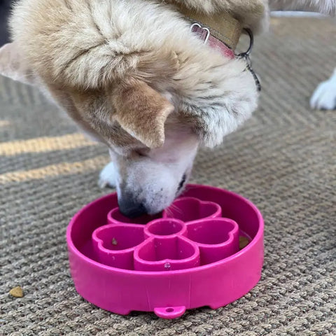 A light-furred dog enjoys eating from a vibrant pink Flower Design EBowl Enrichment Slow Feeder Bowl for Dogs by SodaPup, bringing fun and enrichment to mealtime on a textured rug.