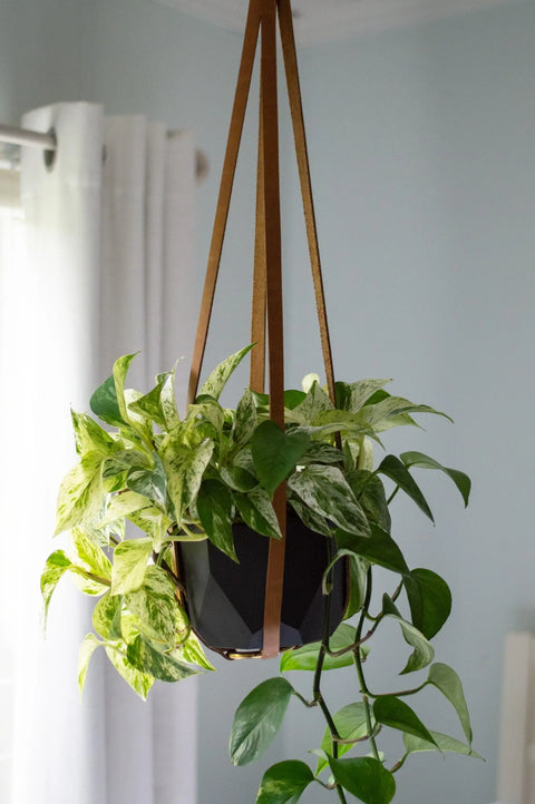 Full-Grain Leather Plant Hanger – Handcrafted Indoor Hanging Planter | Made in USA Urban Southern 