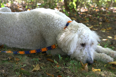 Game Day Handwoven Dog Leash – Durable Nylon Backing with Brass Buckle | Auburn Leathercrafters Made in USA Auburn Leathercrafters  item