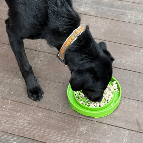 A black dog with an orange "BARK" collar eats from a green SodaPup Garden Design ETray Enrichment Shallow Slow Feeder Dog Bowl on a wooden floor, promoting slower eating and enrichment.