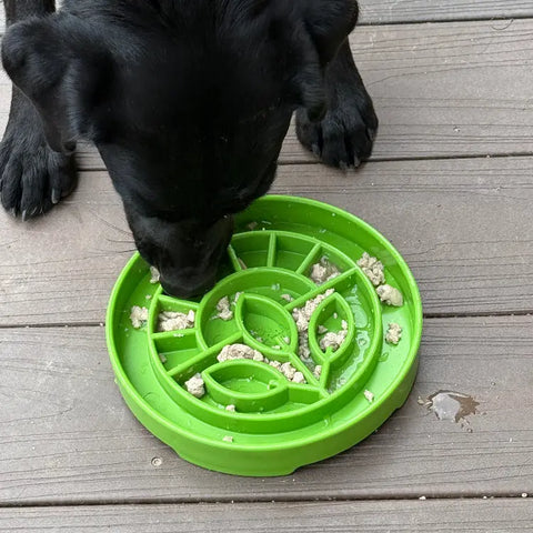 A black dog enjoys eating from the SodaPup Garden Design ETray Enrichment Shallow Slow Feeder Dog Bowl, featuring a green leaf pattern, on a wooden floor—promoting slow eating and enrichment.