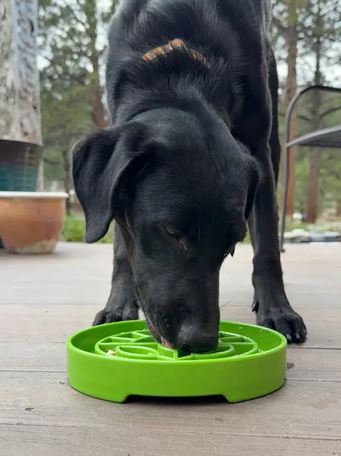 A black dog enjoys eating slowly from a green SodaPup Garden Design ETray Enrichment Shallow Slow Feeder Dog Bowl on a wooden deck, surrounded by lush plants and trees.