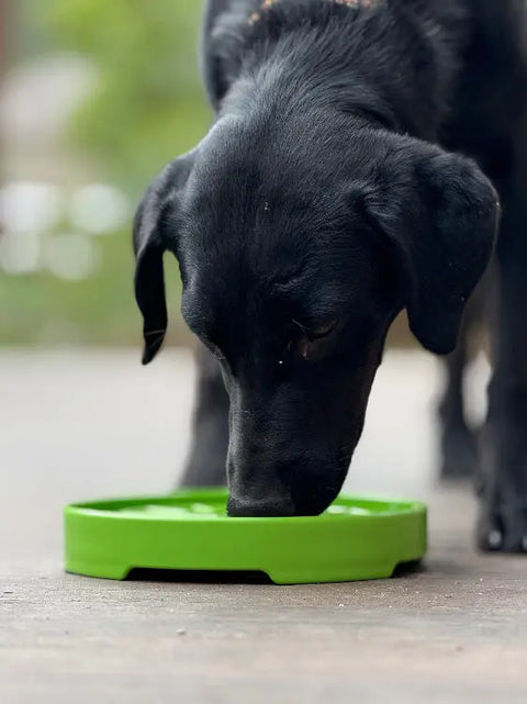 A black dog drinks from a bright green SodaPup Garden Design ETray Enrichment Shallow Slow Feeder Dog Bowl on a wooden surface, with blurred greenery in the background for added enrichment.