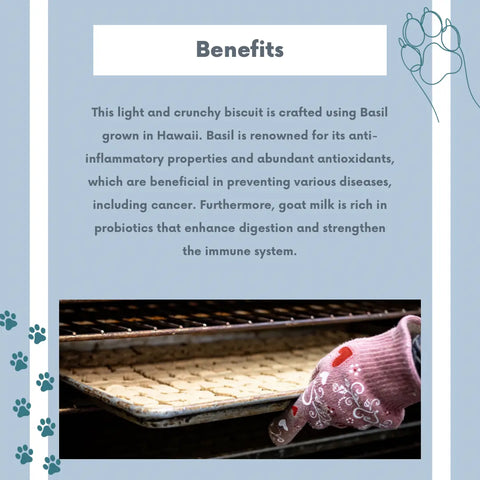A gloved hand holds a tray of Dogtown Bakerys Chicken Cheese & Basil biscuits in the oven. Text highlights basil and goat milk’s anti-inflammatory and digestive benefits, promoting these healthy treats for your dog.