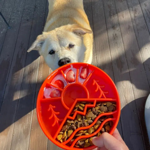 A light brown dog stands on a wooden deck, looking up at a red SodaPup Great Outdoors Design EBowl Enrichment Slow Feeder Bowl filled with strawberries, ice, and dry dog food, held by a person in the foreground.